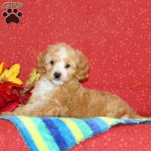 Cashew, Cavapoo Puppy